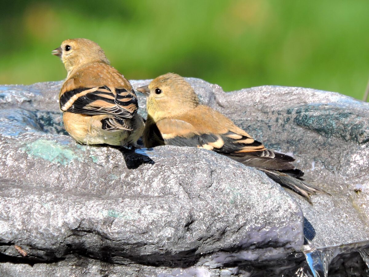 Here are some ways you can help winter birds in Wisconsin
