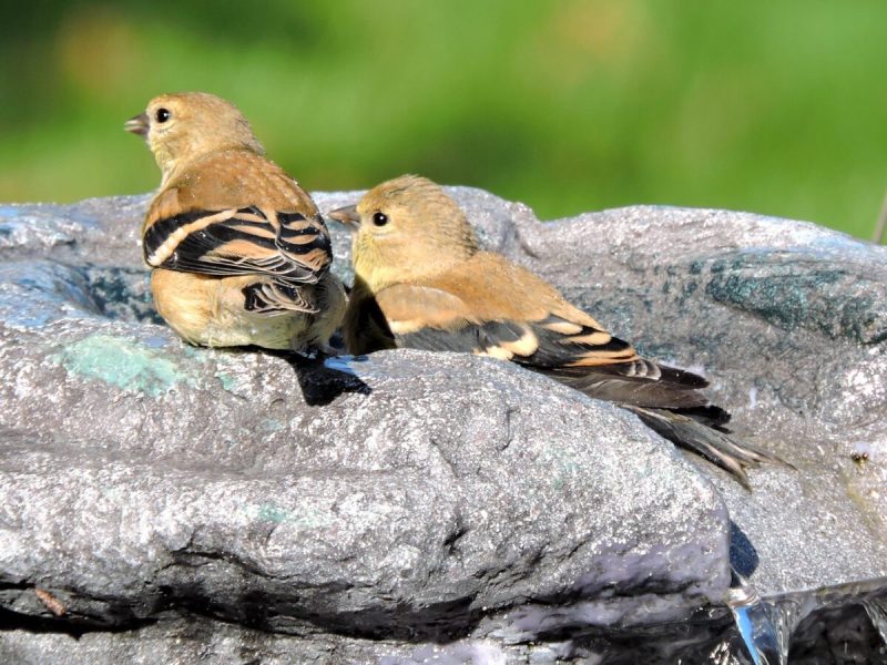 Winter birds in Wisconsin.
