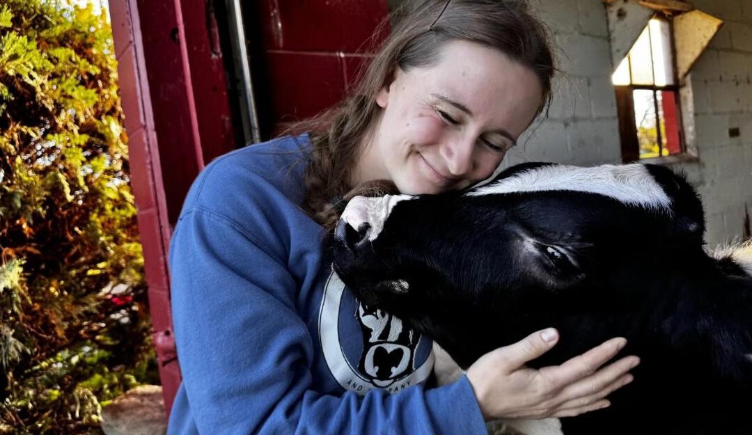 Cow cuddles and farm-churned ice cream are helping Midwest dairies thrive