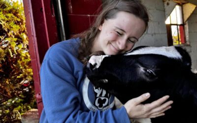 Cow cuddles and farm-churned ice cream are helping Midwest dairies thrive