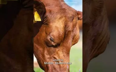 Watch: Kicked by a cow… and other stories from a rural WI farm