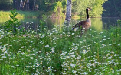 2026 Wisconsin wildflower season: What to know & where to go