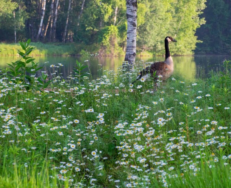 Wisconsin is home to more than 1,400 species of wildflowers, and unlike other seasons in the state, wildflower season is lengthy.
