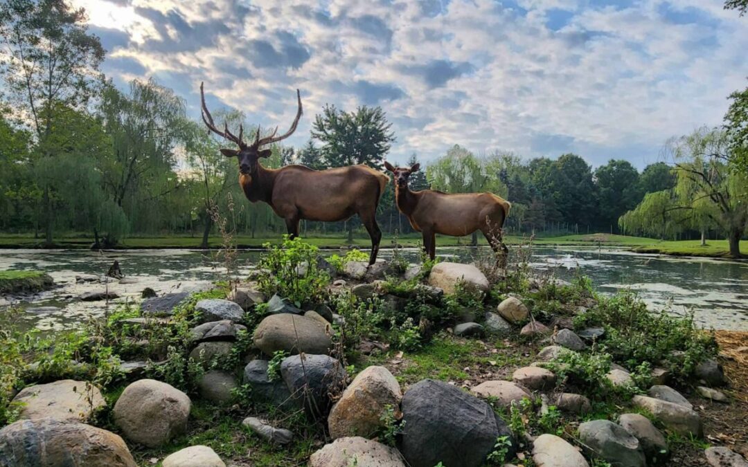 10 animal sanctuaries in Wisconsin (+ the animals you’ll see at each one)