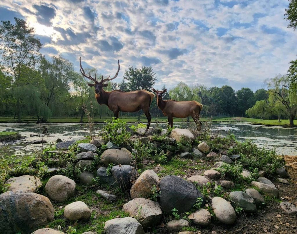 10 animal sanctuaries in Wisconsin (+ the animals you’ll see at each one)