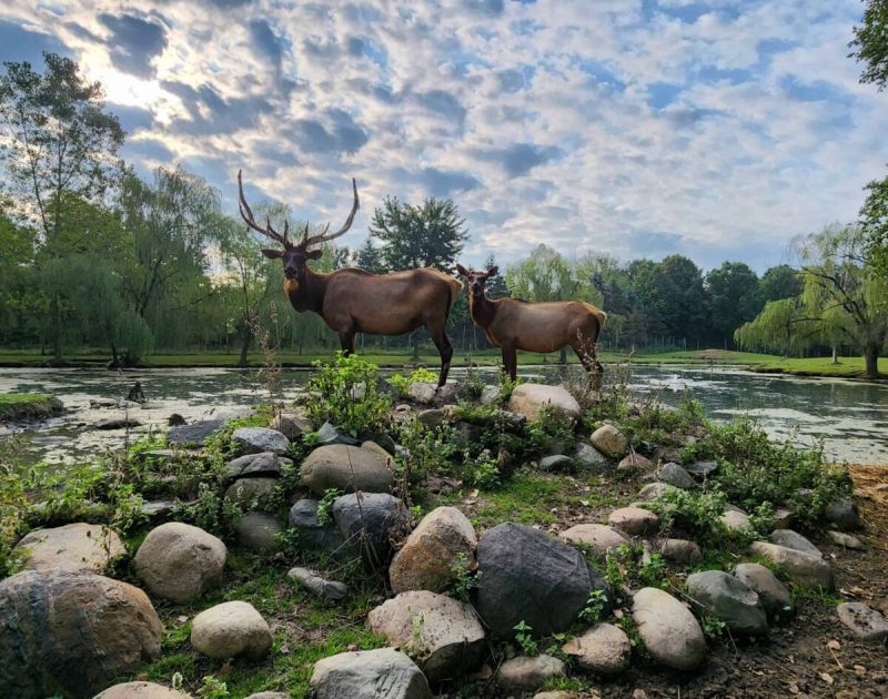 Animal sanctuaries are non-profit facilities that are entirely focused on the well-being of animals, providing oftentimes lifetime care to animals that have been abused and neglected.