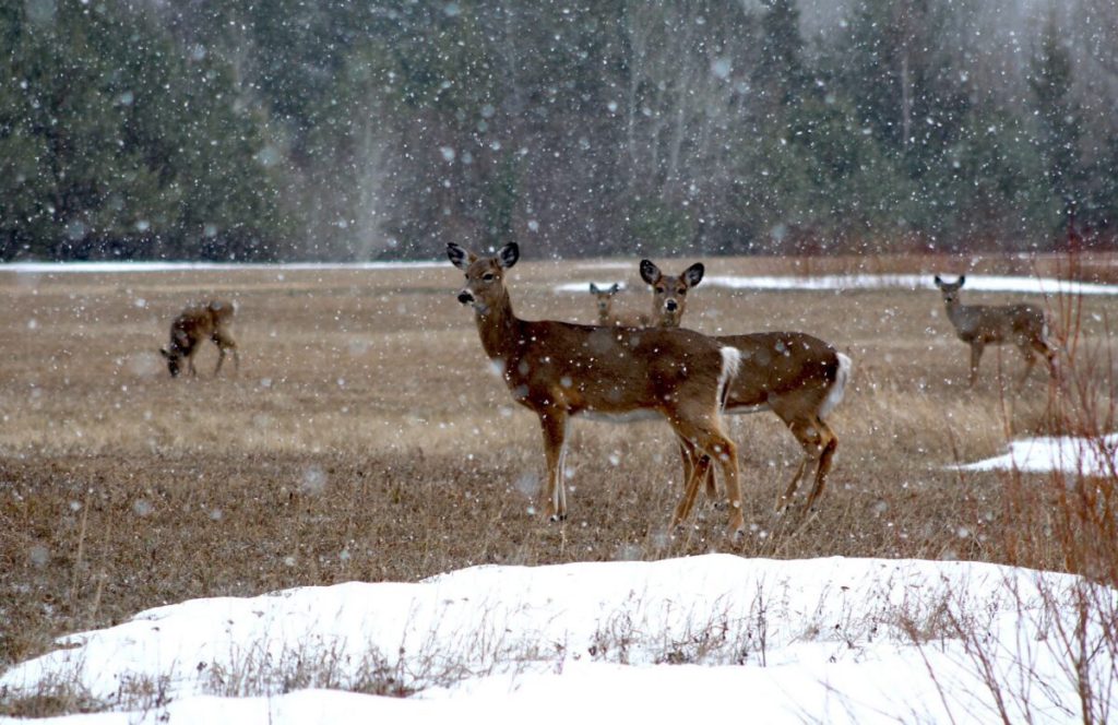 What effect did blizzard Iona have on Wisconsin wildlife?