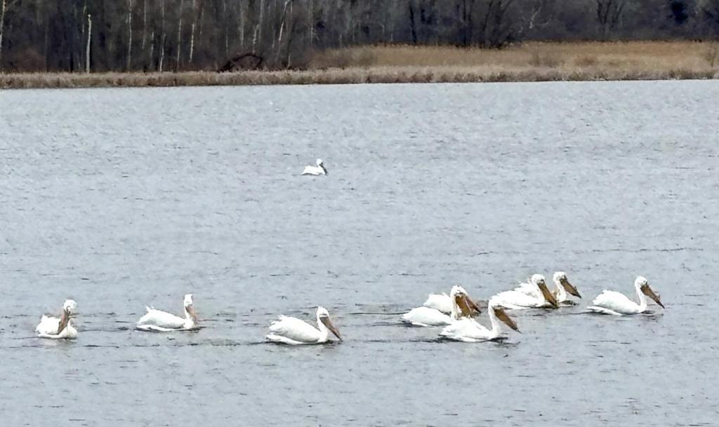 Wisconsin’s guide to Transgender Day of Visibility