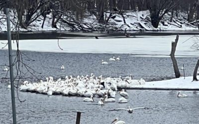 What’s Happening in Wisconsin: Your View and the Badger State Buzz (March 23-29)