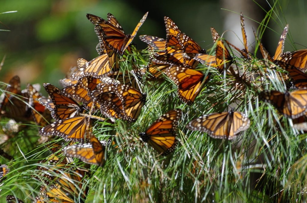 As they move north, here’s what to know about the popular monarch butterfly