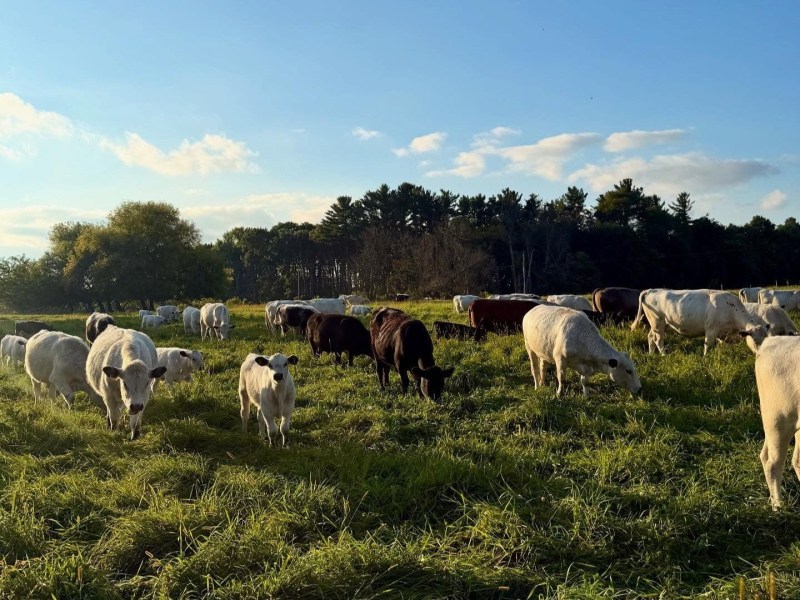 Wisconsin Beef Month.