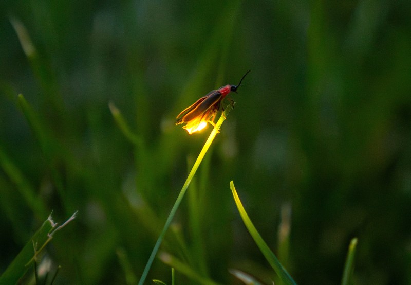 Wisconsin firefly