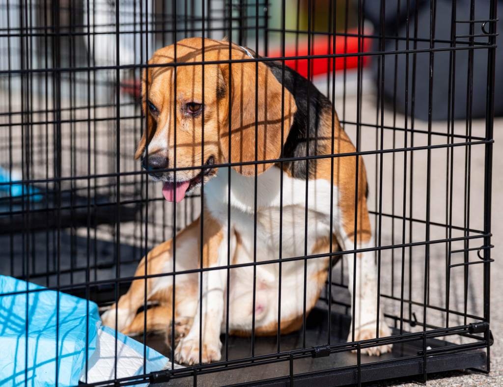 Ridglan Farms beagles: How and when to adopt one in Wisconsin