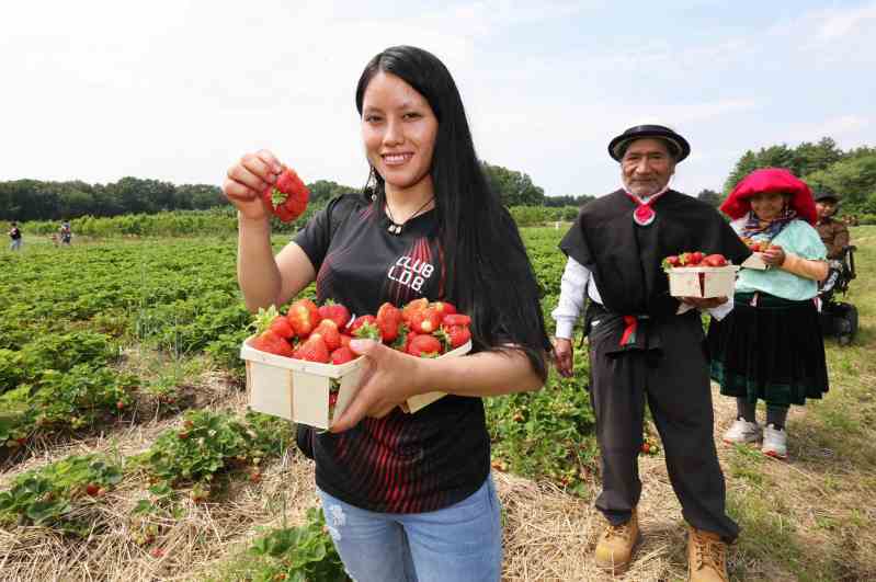 Wisconsin strawberry picking.