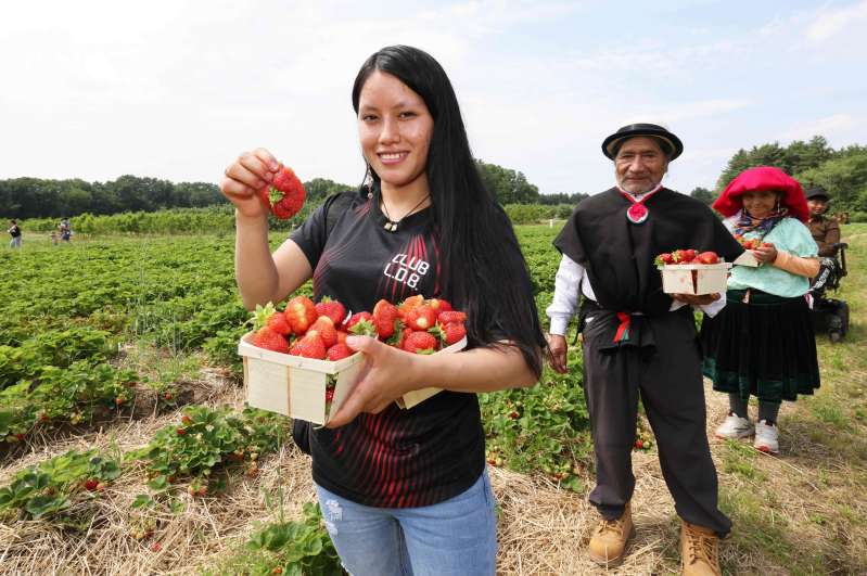 Wisconsin strawberry picking.