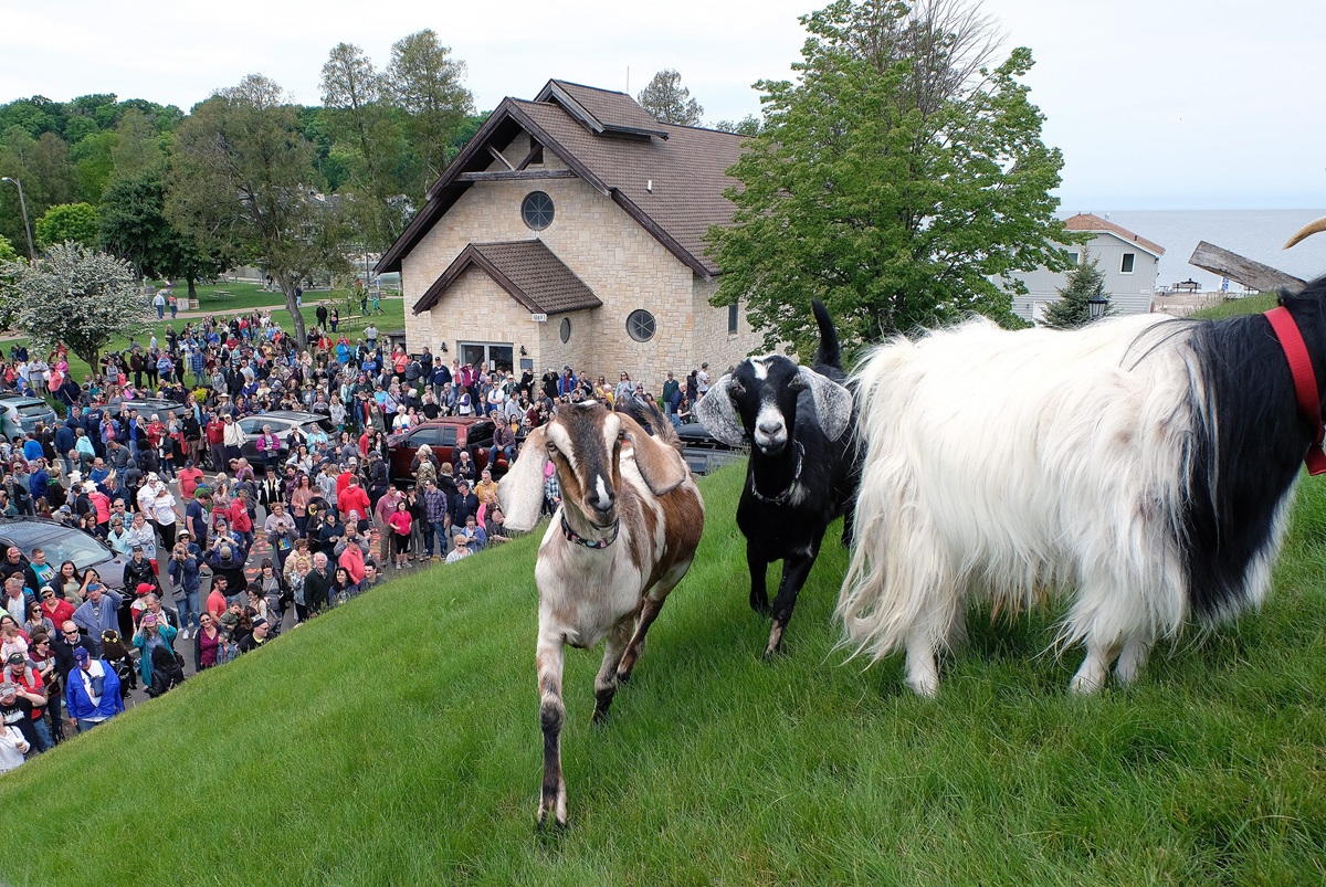 Goats hang out on a lawn in front of a business