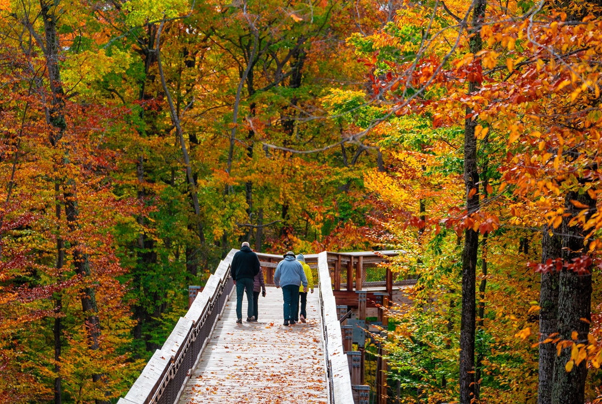 Fall colors cover the trees at Peninsula State Park's Eagle Tower