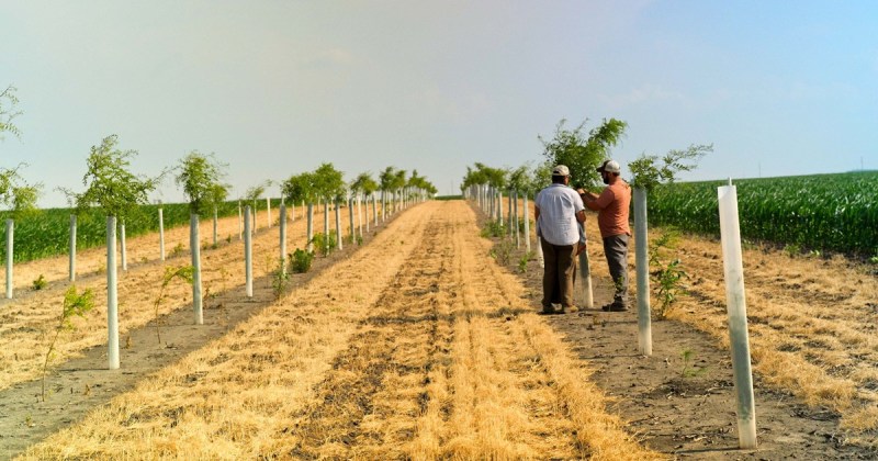 Two Wisconsin farmers stand in a planting row