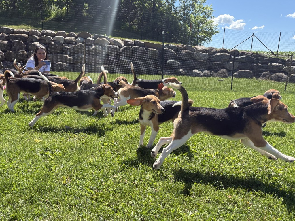 Ridglan Farms to close after final beagles go to Big Dog Ranch Rescue