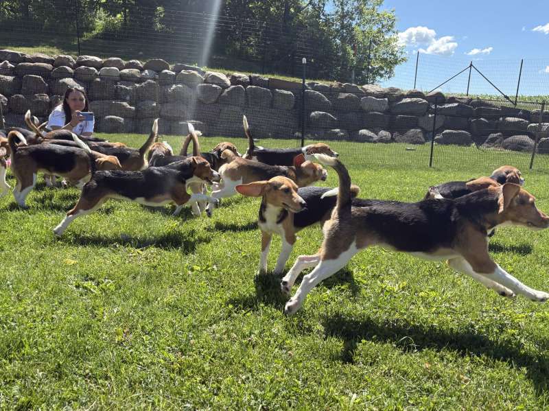 Ridglan Farms beagles
