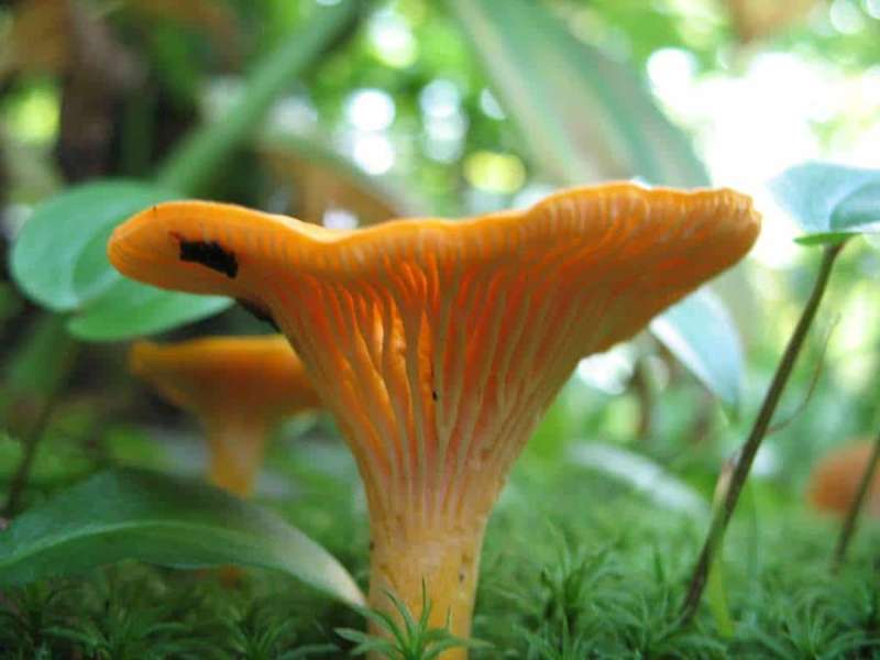 wild foods in Wisconsin