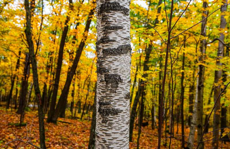 Wisconsin fall leaves peak